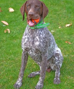 German Shorthaired Pointer Diamond Paintings