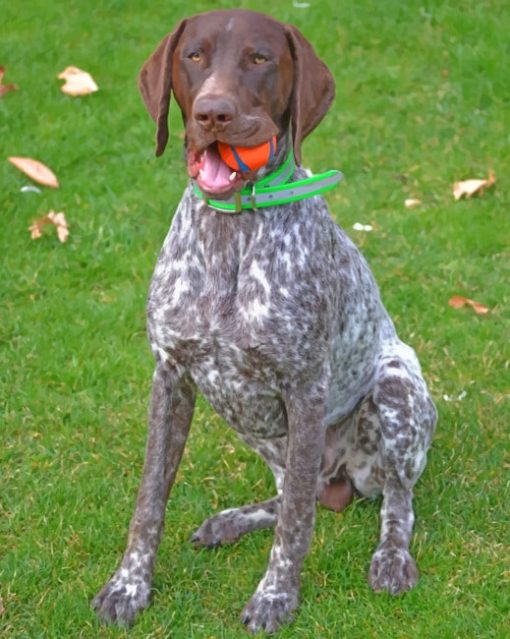 German Shorthaired Pointer Diamond Paintings