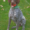 German Shorthaired Pointer Diamond Paintings