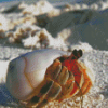 Hermit Crab Diamond Painting