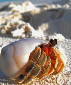 Hermit Crab Diamond Painting