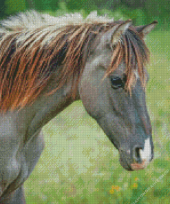 Indian Pony Horse Diamond Paintings