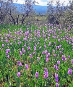 Iris Field Diamond Paintings