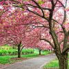 Cherry Blossom Garden Diamond Paintings