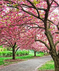 Cherry Blossom Garden Diamond Paintings