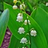 Lilly Of The Valle Diamond Paintings