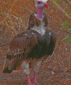 Aesthetic Bearded Vulture Diamond Paintings