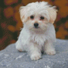 Adorable Maltese Dog Diamond Paintings