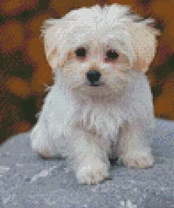 Adorable Maltese Dog Diamond Paintings