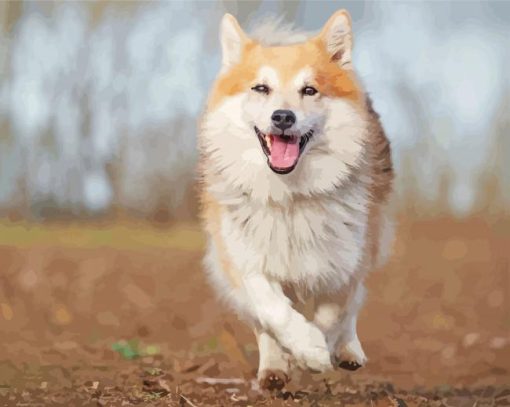 Iceland Sheepdog Diamond Paintings