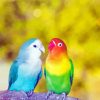 Lovely Lovebirds Diamond Paintings