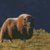 Aesthetic Muskox Diamond Paintings