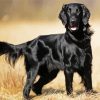 Black Flat Coated Retriever Diamond Paintings