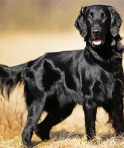 Black Flat Coated Retriever Diamond Paintings