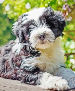 Black And White Tibetan Terrier Animal Diamond Paintings