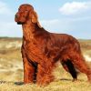 Brown Irish Setter Diamond Paintings