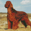 Brown Irish Setter Diamond Paintings