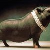 Funny Black Pig Diamond Paintings