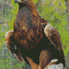 Golden Eagle Diamond Paintings