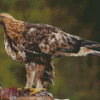 Adorable Golden Eagle Diamond Paintings