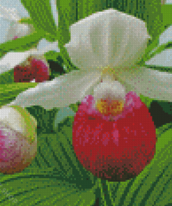 Lady Slipper Illustration Diamond Paintings