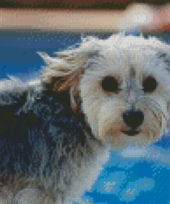 Morkie Dog Diamond Paintings