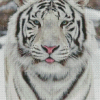 White Seberin Tiger Diamond Paintings