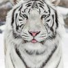 White Seberin Tiger Diamond Paintings