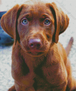 Baby Chocolate Lab Puppy Diamond Paintings