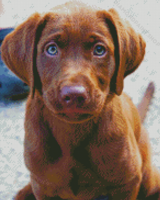 Baby Chocolate Lab Puppy Diamond Paintings