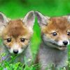 Baby Foxes Diamond Paintings