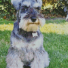 Cute Miniature Schnauzer Diamond Paintings