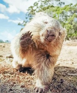 Cute Wombat Diamond Paintings