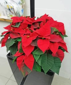 Poinsettia Plant Diamond Paintings