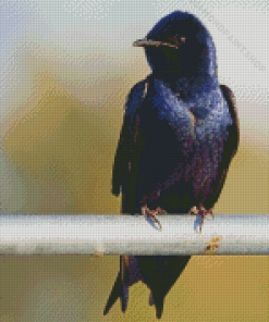 Purple Martin Diamond Paintings