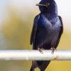 Purple Martin Diamond Paintings