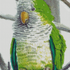 Quaker Parrot Diamond Paintings