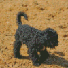 Aesthetic Black Poodle Puppy Diamond Paintings