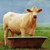 Aesthetic Cow In A Tub Diamond Paintings