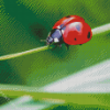 Aesthetic Ladybird Diamond Paintings