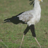 Aesthetic The Secretarybird Diamond Paintings