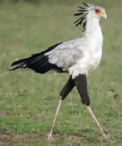 Aesthetic The Secretarybird Diamond Paintings