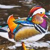 Beautiful Mandarin Duck Diamond Paintings