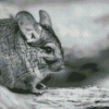 Black And White Chinchilla Diamond Paintings