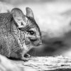 Black And White Chinchilla Diamond Paintings