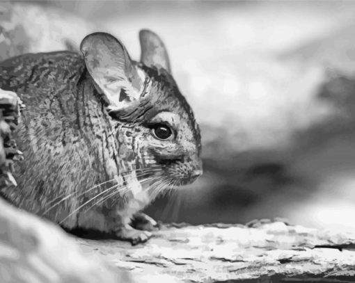 Black And White Chinchilla Diamond Paintings