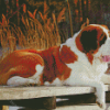 Brown St Bernard Dog Diamond Paintings