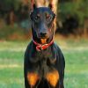 Cool Dobermann Diamond Paintings