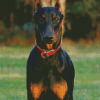 Cool Dobermann Diamond Paintings