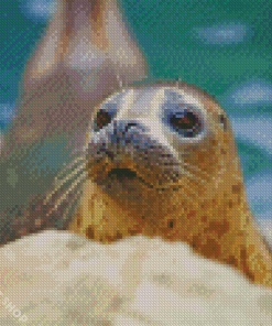 Cute Harbor Seal Diamond Paintings